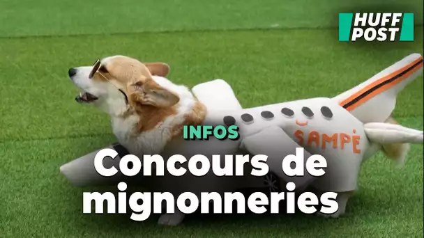 Ce concours de corgis va vous faire craquer