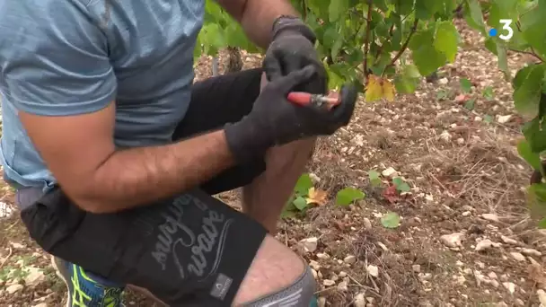 Irancy : des vendanges pour les détenus