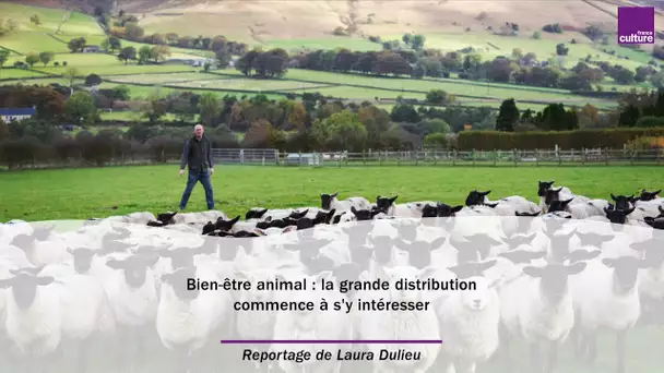 Bien-être animal : la grande distribution commence à s'y intéresser