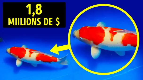 Pourquoi ce poisson est-il si cher + d’autres choses étrangement hors de prix