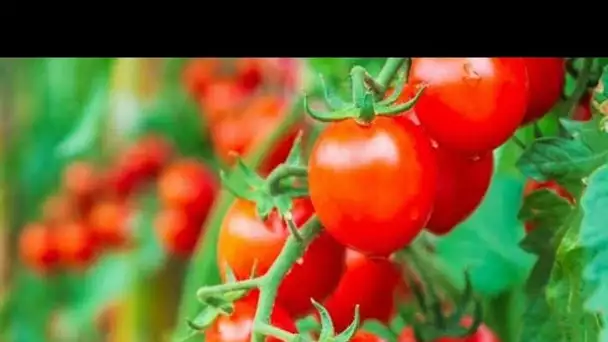 Une enfant de 3 ans entre la vie et la mort après avoir mangé une tomate cerise
