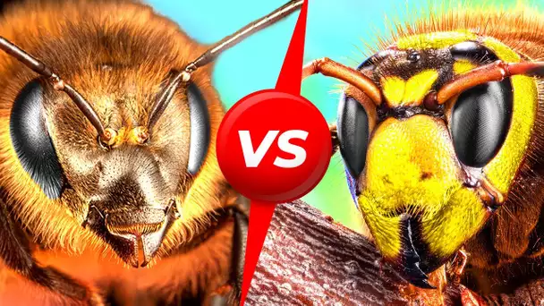 Abeilles contre frelons géants : qui va l’emporter ?