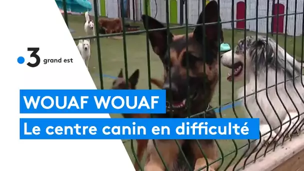 Wouaf wouaf : le centre canin en difficulté