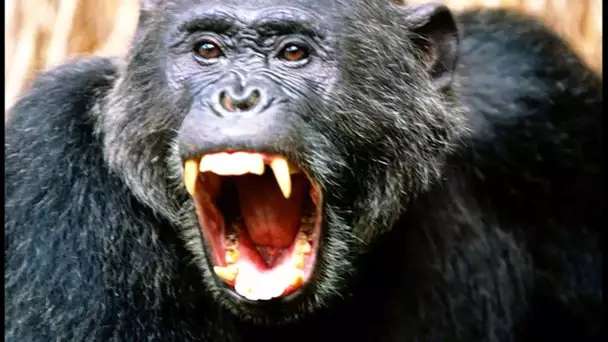 Ce chimpanzé mange des singes ! - ZAPPING SAUVAGE