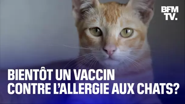 Une entreprise franco-canadienne est en train d'élaborer un vaccin contre l'allergie aux chats