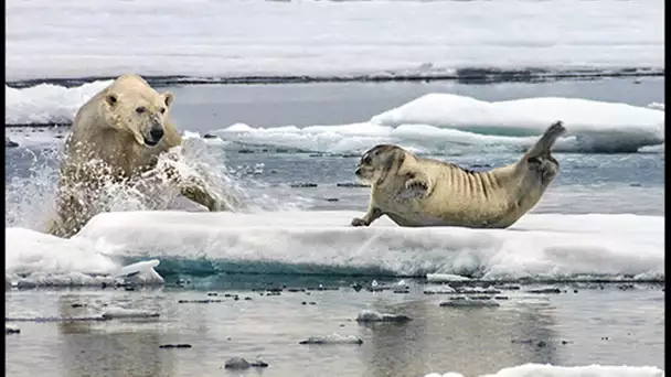 Un ours polaire affamé surprend un phoque - ZAPPING SAUVAGE