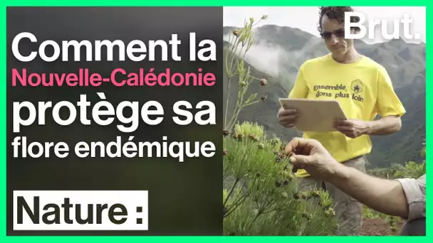 Comment la Nouvelle-Calédonie tente de sauver sa flore endémique