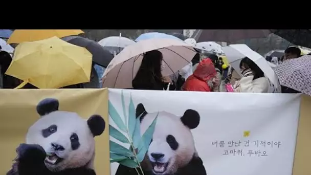 No Comment : le panda géant Fu Bao quitte la Corée du Sud