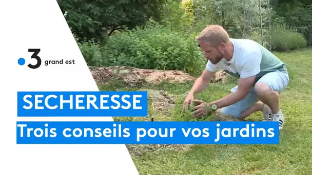 Trois conseils pour que votre jardin survive à la sécheresse