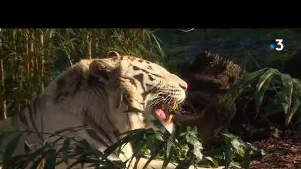 Béarn: le tigre blanc du zoo d'Asson fête ses 9 ans