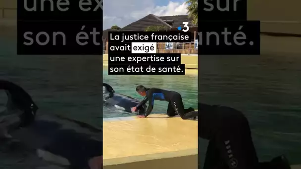 L'orque Inouk est morte dans un bassin du parc Marineland d’Antibes