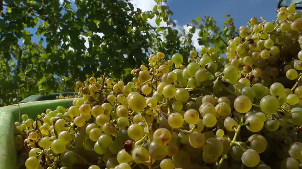 Béarn: vendanges en Jurançon dans un petit domaine