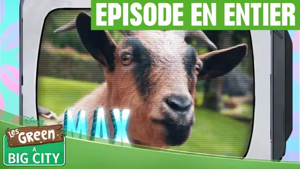 Les Green à Big City : La minute télé de Tilly : Max (Episode 9)