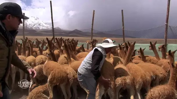 Le Monde de Jamy - La vie cachée des montagnes - Extrait - La toison d&#039;or des Vigognes