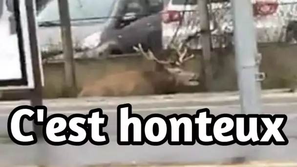 Un cerf épuisé poursuivi par un équipage de chasse à courre se réfugie sur les rails en gare de....