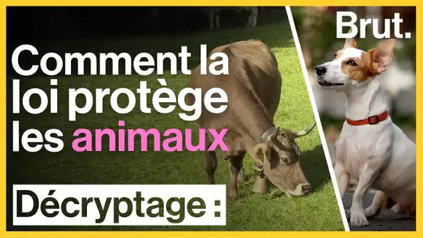 Tour du monde : comment la loi protège les animaux