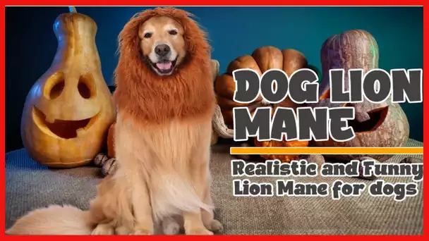 TOMSENN Dog Lion Mane - Realistic & Funny Lion Mane for Dogs - Complementary Lion Mane for Dog