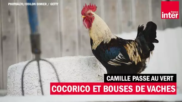 Cocorico et bouse de vache - Camille passe au vert