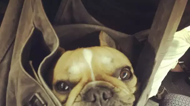 Dans le métro New-Yorkais, les chiens doivent désormais être transportés dans des sacs