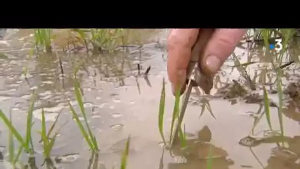 Inondations : trop d’eau pour les agriculteurs