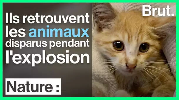 Au Liban, cette association porte secours aux animaux touchés par la catastrophe