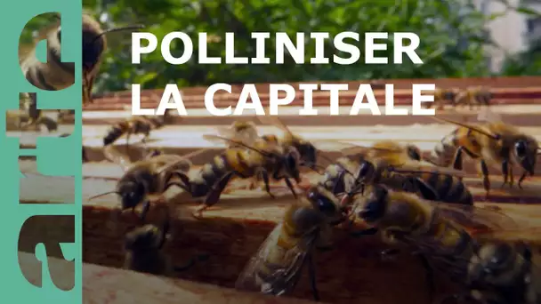 Paris, un jardin pour les abeilles | GEO Reportage | ARTE Family