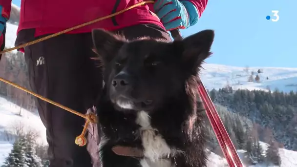 Isère : les jeunes chiens d'avalanche et leurs maîtres passent leur diplôme aux Deux-Alpes