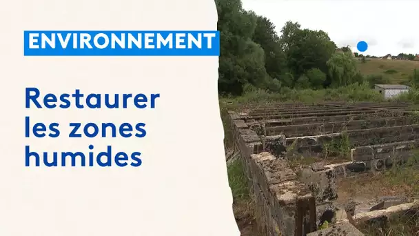 Restauration de zones humides, à Renty dans le Pas-de-Calais