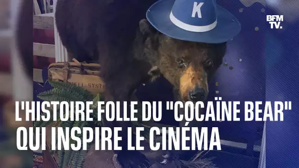 L'histoire folle du "Cocaïne Bear", l'ours qui inspire le cinéma américain