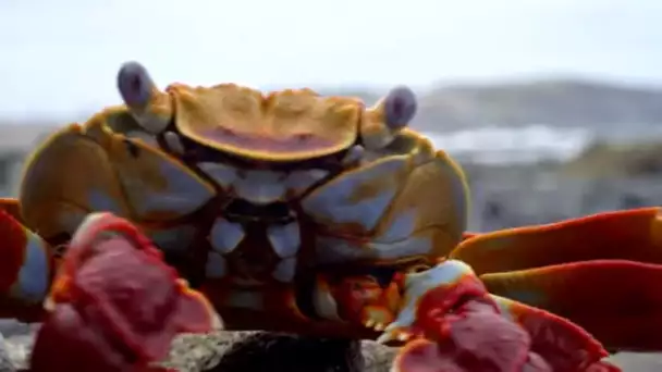Pieuvre VS. murène, la chasse aux crabes