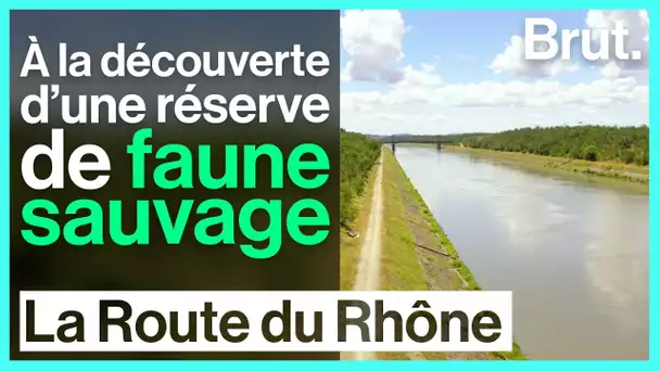 Dans la réserve de faune sauvage de Donzère-Mondragon - La Route du Rhône épisode 4