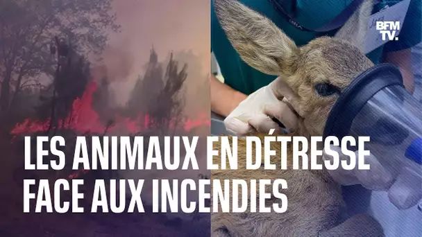 Les animaux en détresse face aux incendies en Gironde