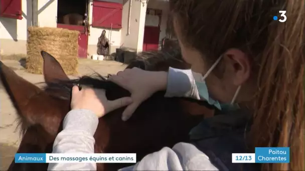 Charente : massage canin et équin