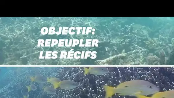 Pour protéger les récifs coralliens, ces scientifiques utilisent le son