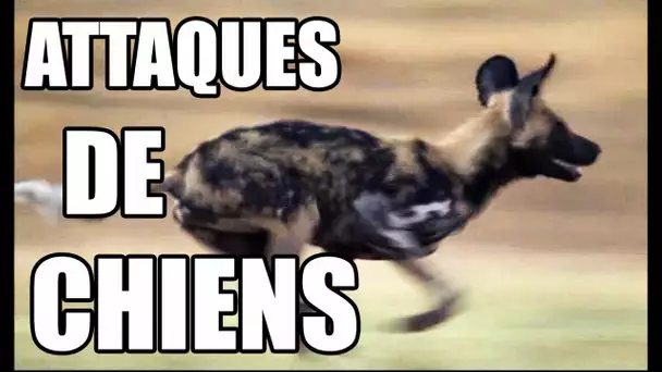 ATTAQUES DE CHIENS - ZAPPING SAUVAGE