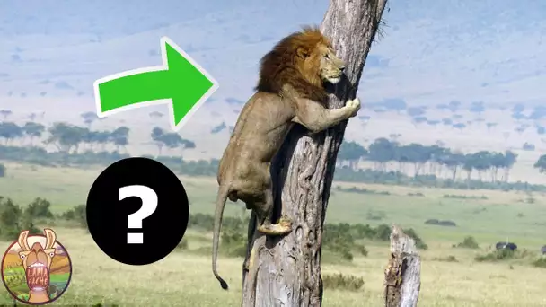 Quel est l’animal dont le LION a PEUR ? Faits étranges que vous ne connaissez pas sur le lion!