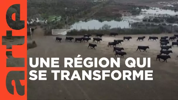 Leur Camargue, baromètre de la montée des eaux | ARTE Regards