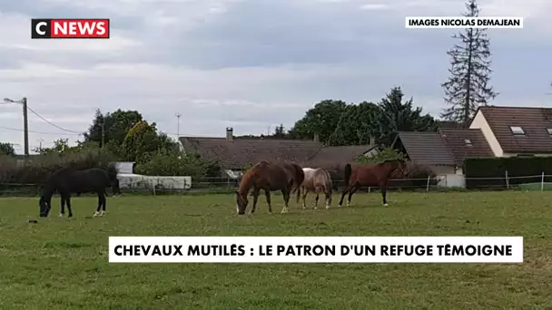 Chevaux mutilés : le patron d'un refuge témoigne