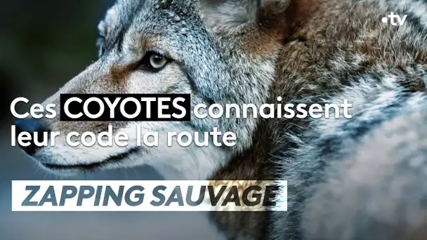 Ces coyotes connaissent le code de la route - ZAPPING SAUVAGE