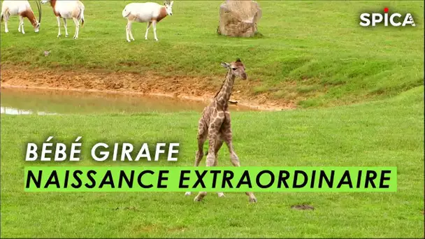 Naissance extraordinaire d'un bébé girafe