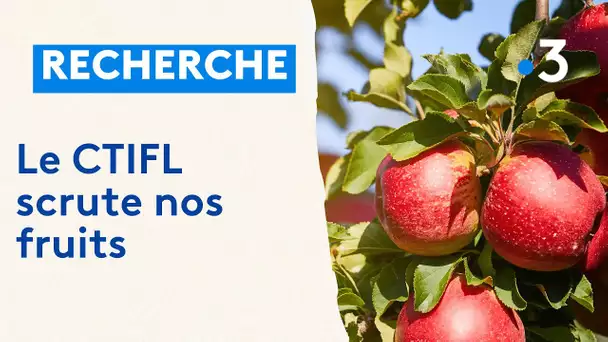 Le centre de la Morinière @CtiflFrWeb scrute nos fruits pour éviter les phytosanitaires
