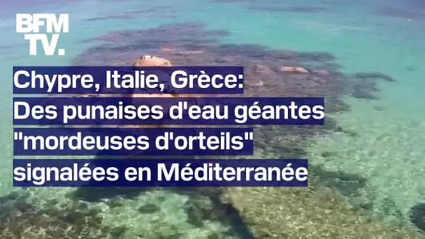 Chypre, Italie, Grèce: des punaises d'eau géantes "mordeuses d'orteils" signalées en Méditerranée