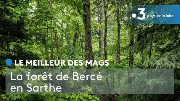 Le meilleur des Mags : La forêt de Bercé en Sarthe