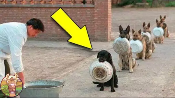 LES CHIENS LES PLUS DISCIPLINÉS DU MONDE!