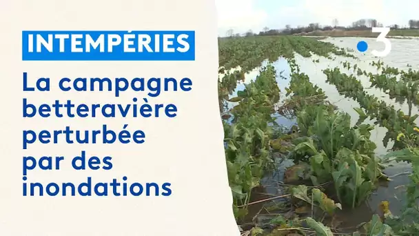 La campagne betteravière perturbée par les intempéries sur la côte picarde