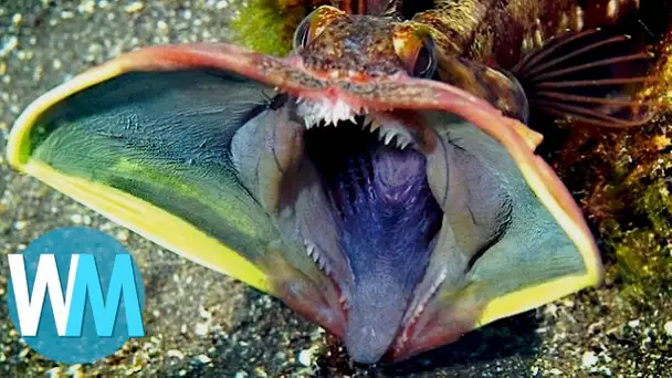 Top 10 des CRÉATURES MARINES les plus TERRIFIANTES !