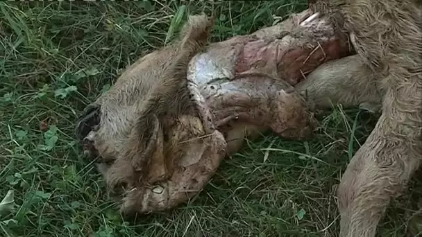 Haute-Vienne : le loup a-t-il pu tuer un veau à La Croisille-sur-Briance ?