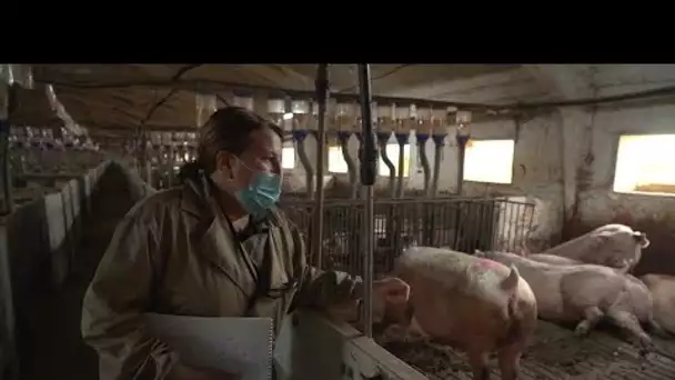 Espagne : les "macro-fermes", un modèle d'élevage au cœur d'un débat intense • FRANCE 24