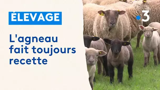 L'agneau du Poitou-Charentes, un produit phare de la région