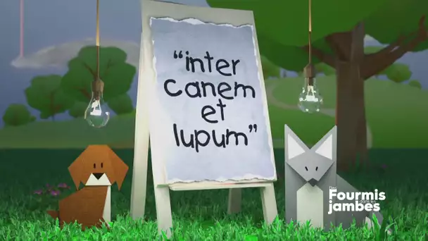 Pourquoi dit-on : entre chien et loup ?
